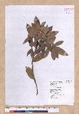 Cinnamomum reticulatum Hayata g