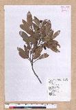 Cinnamomum reticulatum Hayata g