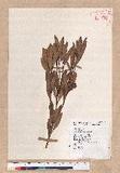 Pasania dodonaeifolia (Hayata) Hayata h_