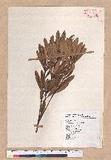 Pasania dodonaeifolia (Hayata) Hayata h_