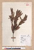 Pasania dodonaeifolia (Hayata) Hayata h_