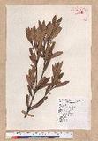 Pasania dodonaeifolia (Hayata) Hayata h_