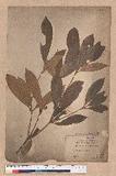 Quercus championi Benth. nCR