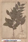 Quercus cuspidata Thunb.