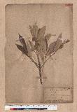 Quercus gilva Blume 