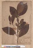 Litsea obovata Hayata