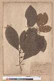 Litsea obovata Hayata