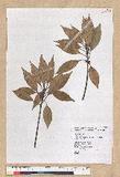 Neolitsea sericea (Blume) Koidz. var. aurata (Hayata) Hatusima sl