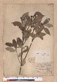 Cyclobalanopsis globosa Lin & Liu G