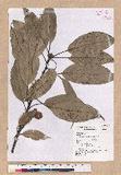 Pasania harlandii (Hance) Oersted u_