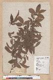 Litsea hypophaea Hayata pl(׾)