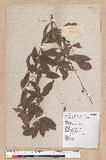 Litsea hypophaea Hayata pl(׾)
