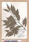 Cinnamomum macrostemon Hayata J׮