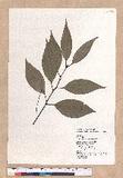 Cinnamomum macrostemon Hayata J׮