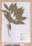 Cyclobalanopsis sessilifolia (Blume) Schottky lR