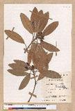 Litsea japonica Mirb.