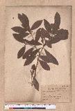 Actinodaphne pedicellata Hayata