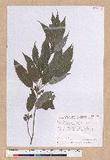 Cyclobalanopsis stenophylla (Makino) Liao var. stenophylloides (Hayata) Liao UR