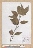 Neolitsea villosa (Blume) Merr. sl