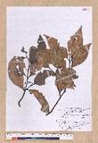 Cinnamomum osmophloeum Kanehira g׮