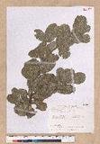 Quercus spinosa A. David var. miyabei Hayata sR