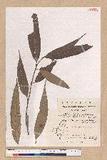 Neolitsea acuminatissima (Hayata) Kanehira et Sasaki ssl