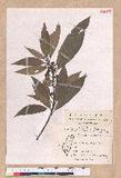 Litsea acuminata (Blume) Kurata l