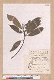 Litsea acuminata (Blume) Kurata l