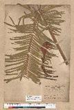 Cycas taitungensis C. F. Shen K. D. Hill C. H. Tsou & C. J. Chen OWĬK