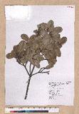 Quercus spinosa A. David var. miyabei Hayata sR