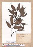 Cinnamomum insulari-montanum Hayata s׮(xW׮)