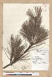 Pinus armandii Franch. var. masteriana Hayata OWؤsQ