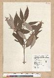 Neolitsea aciculata (Blume)Koidz.var.variabillima(Hayata)J.C.Liao ssl