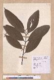 Cinnamomum austrosinense H. T. Chang dۥ