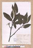 Quercus variabilis Blume R