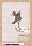 Cinnamomum japonicum Sieb. ex Nees 饻