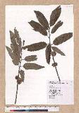 Quercus variabilis Blume R