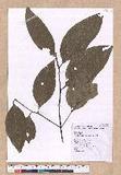 Cinnamomum osmophloeum Kanehira g׮