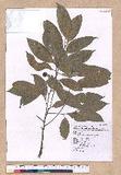 Cryptocarya chinensis (Hance) Hemsl. p߮