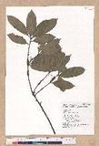 Quercus sessilifolia Blume lR