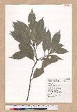 Lithocarpus glabra...