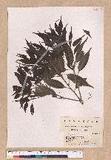 Quercus longinux (Hayata) Schott. @GR