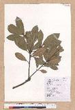 Cyclobalanopsis championii (Benth.) Oerst. ex Schott. n