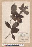Pasania spicata.Oerst. var. brevipetiolata (DC.) Schottky. TR