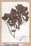 Machilus obovatifolia (Hayata) Kanehira & Sasaki K