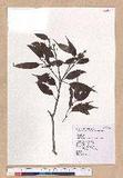 Cyclobalanopsis longinux (Hayata) Schott. @GR