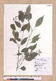 Cinnamomum camphora (L.) Nees & Eberm. 