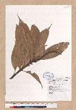 Lithocarpus harlandii (Hance ex Walp.) Rehder u_