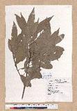 Lithocarpus hancei (Benth.) Rehder T_