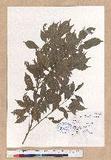 Lithocarpus corneus (Lour.) Rehd ZjH_